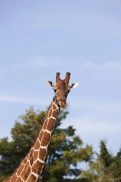 Girafe Reticulee giraffa camelopardalis reticulata — Stock fotografie