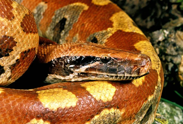 Python Malais python curtus — Stockfoto