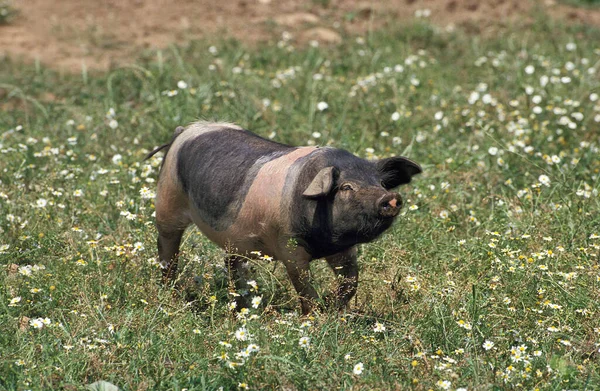 Cochon Limousin — Zdjęcie stockowe