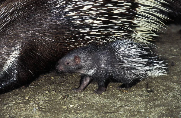 Epicka wieprzowina A Crete hiystrix cristata — Zdjęcie stockowe