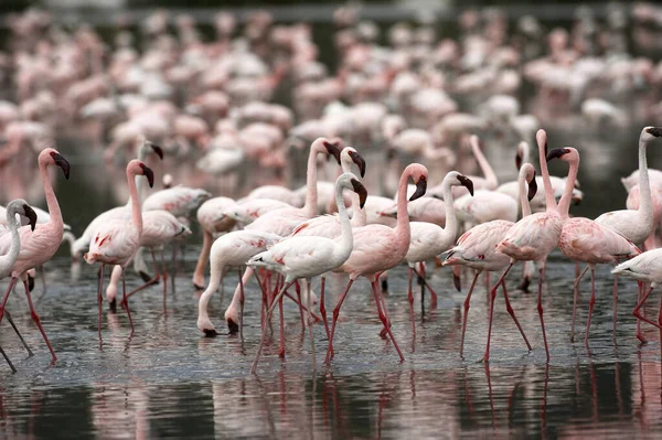 FLAMANT NAIN phoenicopterus minor — Stock Photo, Image