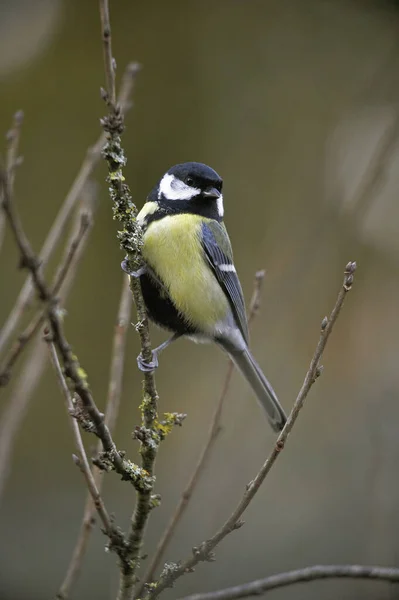 Mesange Charbonnière parus majeur — Photo