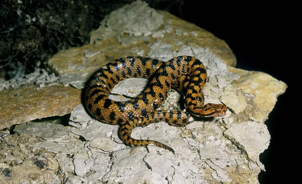 Vipere Aspic vipera aspis — стокове фото