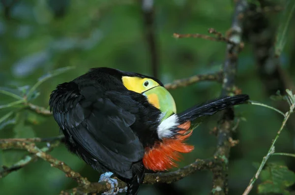 触地得分：一个Carene ramphastos sulfuratus — 图库照片