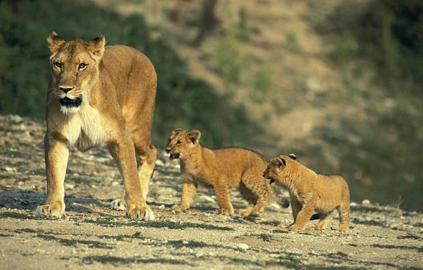 Leeuw D 'Afrique panthera leo — Stockfoto