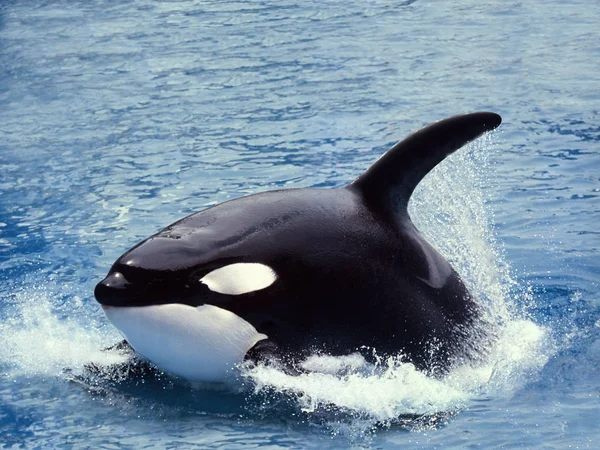 Orque Epaulard orcinus orca — Zdjęcie stockowe