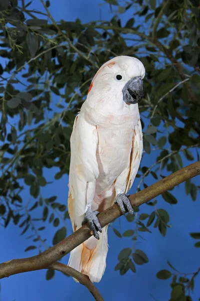 刺槐A Huppe Rouge cacatua moluccensis — 图库照片