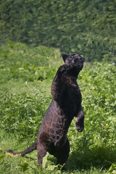 Panthere Noire panthera pardus — Stockfoto