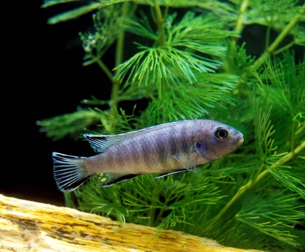 Cichlide Bleu Du Malawi pseudotropheus zebra Nincs magyar neve — Stock Fotó