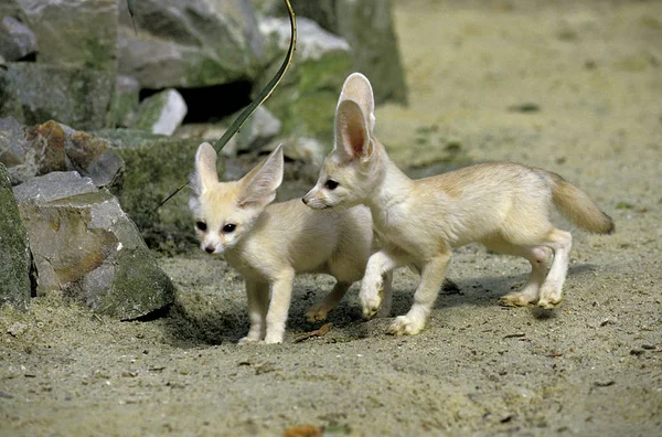 Fennec fennecus zerda — Stockfoto