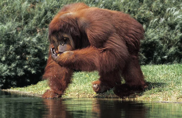 Orang Outan pongo pygmaeus — Photo