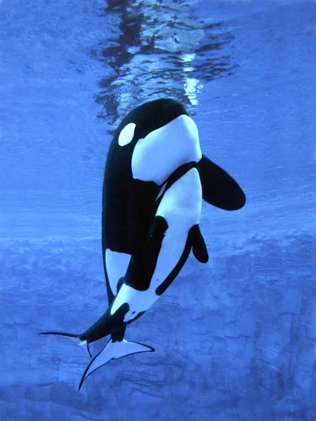 Orca Epaulard orcinus orca — Foto de Stock