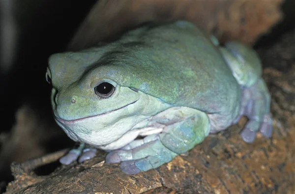 Rainette De White litoria caerulea — стокове фото