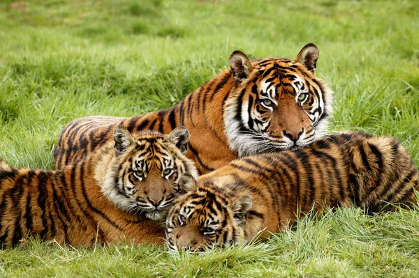 Tigre De Sumatra tigris panthera sumatrae — Fotografia de Stock