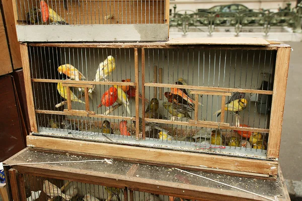 Oiseaux en Cage — Foto de Stock
