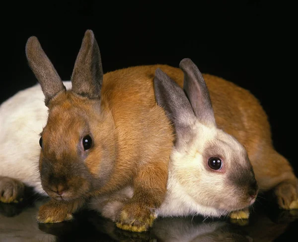 Lapin Nain Przewodniczący — Zdjęcie stockowe