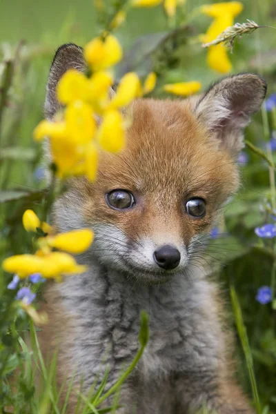 Renard Roux vulpes — Foto de Stock