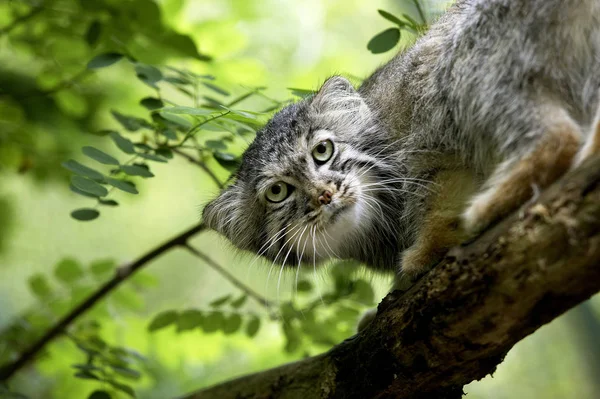 MANUL Reccolobus manul — стоковое фото