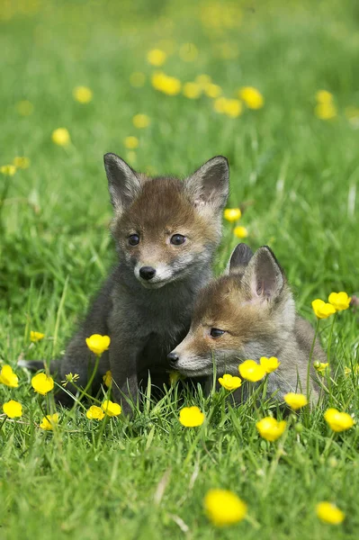 Renard Roux vulpes vulpes Przewodniczący — Zdjęcie stockowe