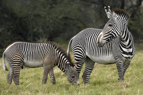 Zebre De Grant equus burchelli boehmi — Foto Stock