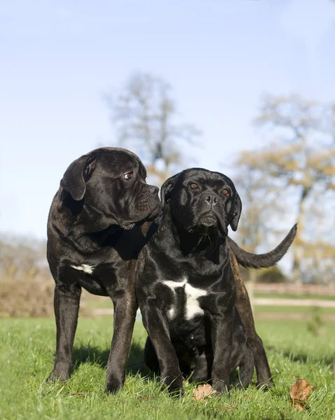 Cane corso — Stock Fotó