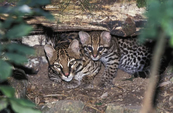 Ocelot leopardus pardalis — Stock fotografie