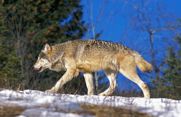 Loup Du Canada köpek lupus oksidentalis — Stok fotoğraf