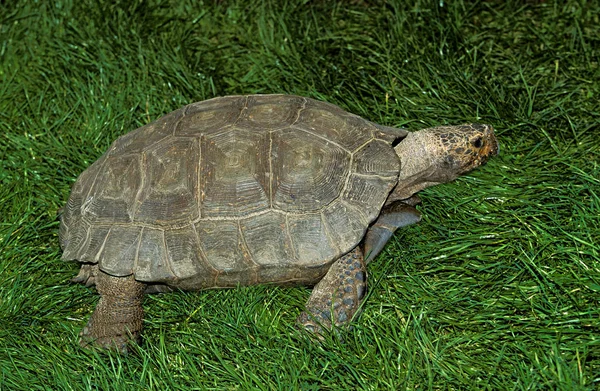 Tortuga — Foto de Stock