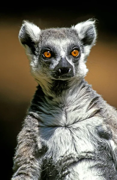 Maki Catta lemur catta — Photo