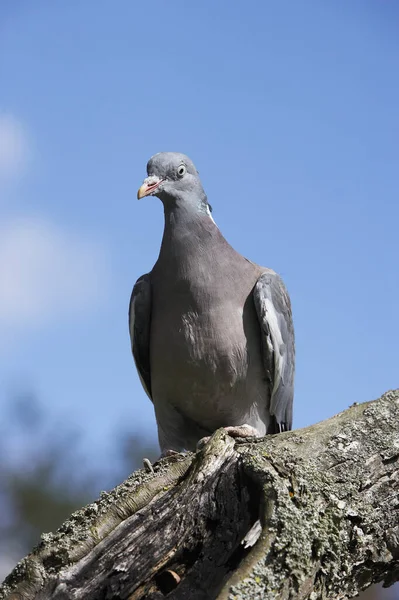 Pigeon Ramier Columba palumbus — Stock fotografie