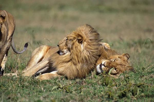 LION D 'AFRIQUE panthera leo — стоковое фото