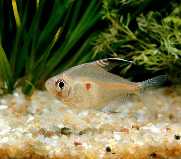 TETRA PEREZ hyphessobrycon rubrostigma — 스톡 사진