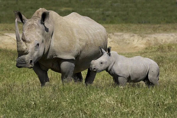 Rhinoceros Blanc ceratotherium simum — стокове фото