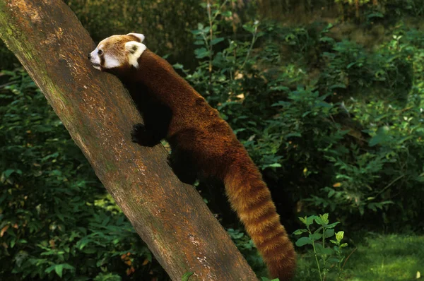 Petit Panda ailurus fulgens — Fotografia de Stock