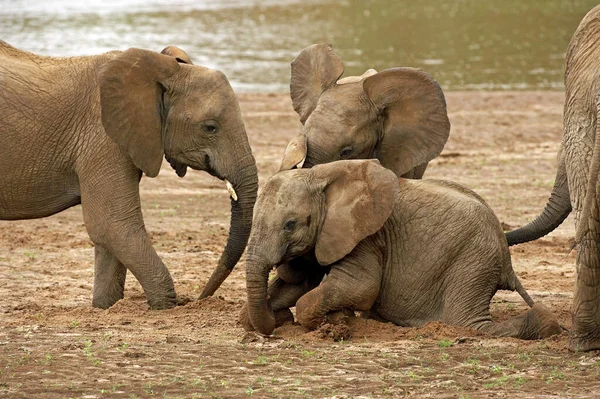 Słoń D 'Afrique loxodonta africana — Zdjęcie stockowe