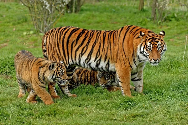 Tigre De Sumatra tigris panthera sumatrae — Fotografia de Stock