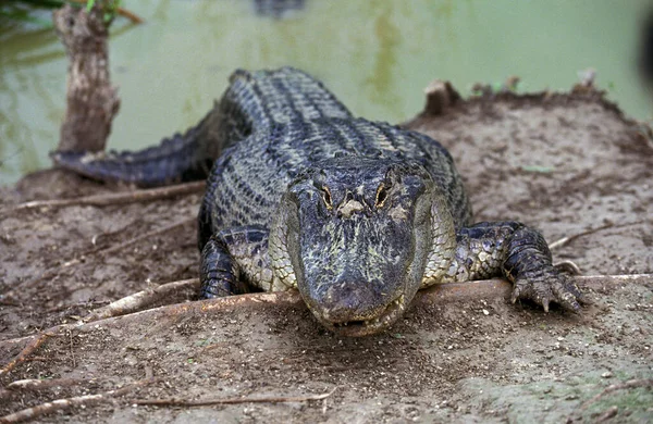 Aligator Americain aligator mississipiensis — Zdjęcie stockowe