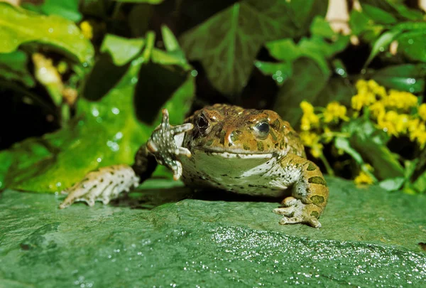 Crapaud Vert bufo viridis — стокове фото