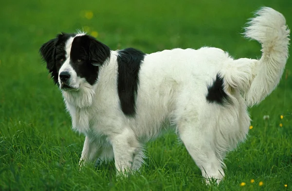 Landseer