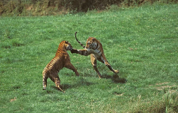 TIGRE DU BENGALE panthera rebelris — стоковое фото