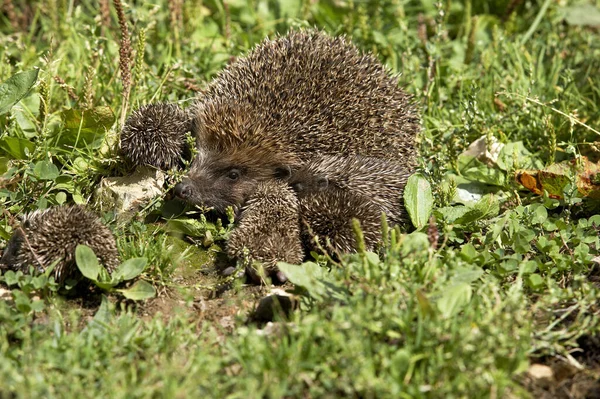 Herisson D 'Europe erinaceus europaeus — Stock fotografie