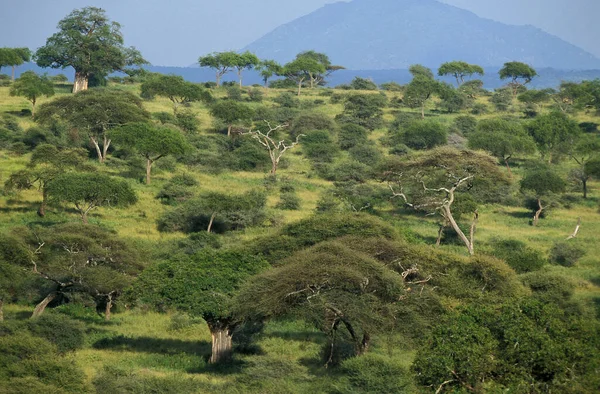 Tanzania — Stockfoto