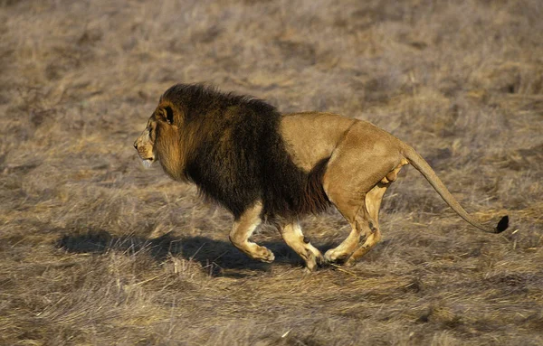 LION D 'AFRIQUE panthera leo — стоковое фото