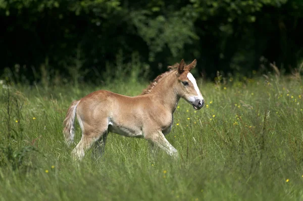 Poulain — Stockfoto