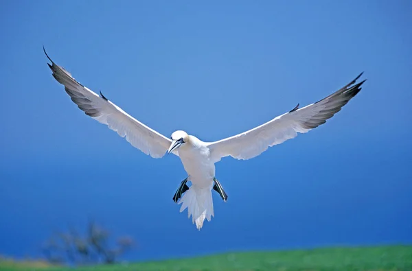 Fou De Bassan morus bassanus — Stok fotoğraf