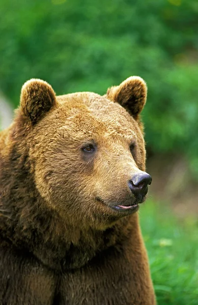 O nosso BRUN ursus arctos — Fotografia de Stock