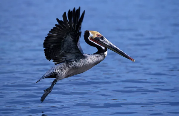 Pelican Brun pelecanus occidentalis — Foto de Stock