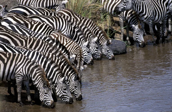 Zebre De Burchell equus burchelli — Fotografia de Stock