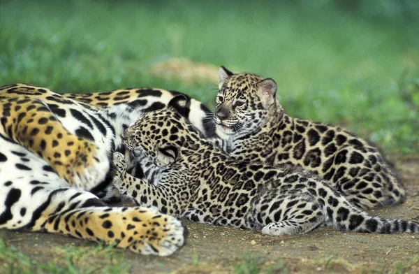 El pánico de Jaguar onca — Foto de Stock