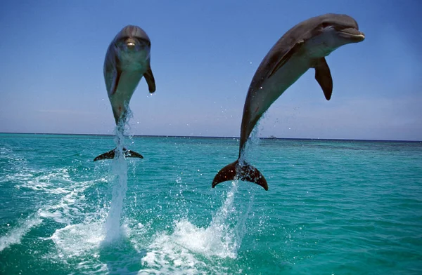 GRAND DAUPHIN tursiops truncatus — Stock Photo, Image